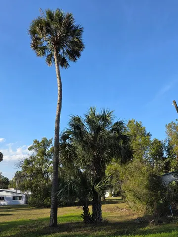 a picture of palm trees