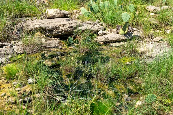 a view of outdoor space and a forest