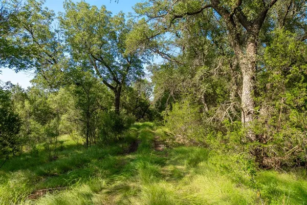 a view of a lush green forest