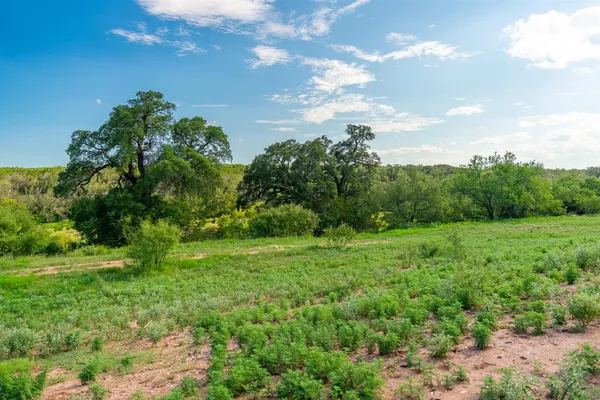 a view of a big yard with plants and a tree