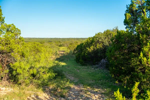 a view of a trees with a yard