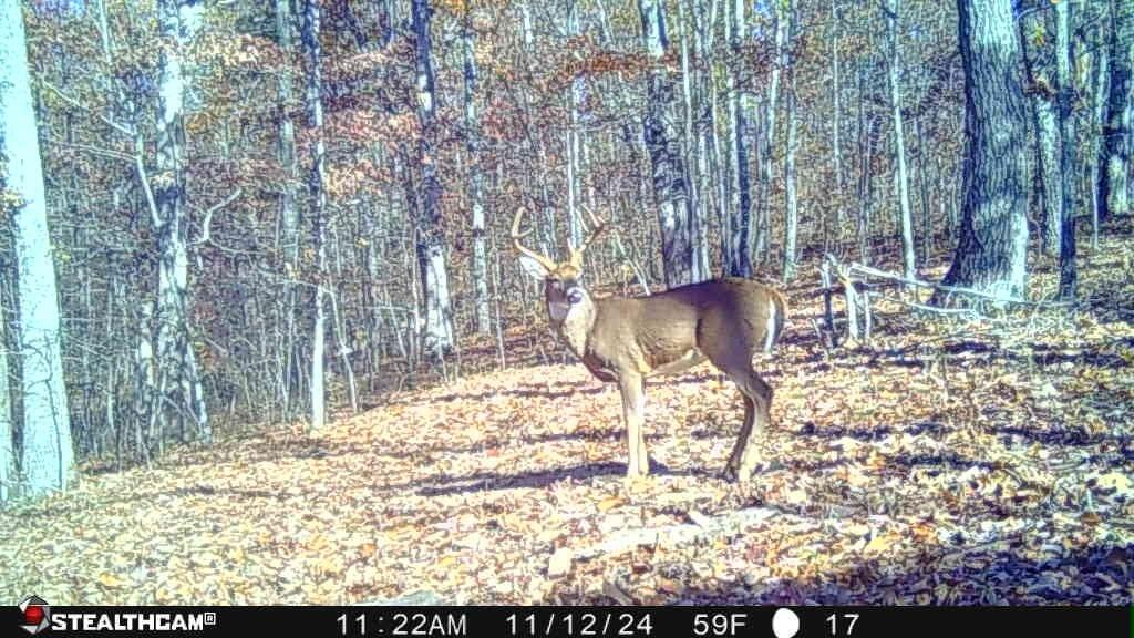 700 Clay Camp Road Hitchins, KY 41146 - Photo 80 of 108 Buck