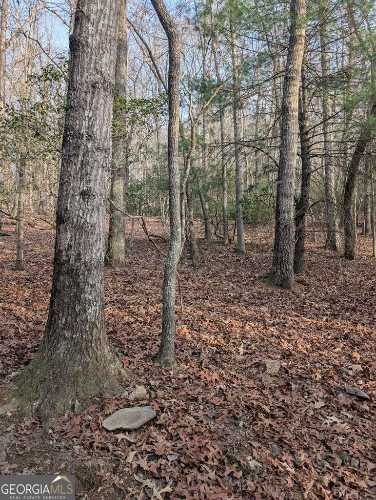 193 Opossum Road, Unit 61 Blairsville, GA 30512 - Photo 14 of 25 a view of a forest filled with trees