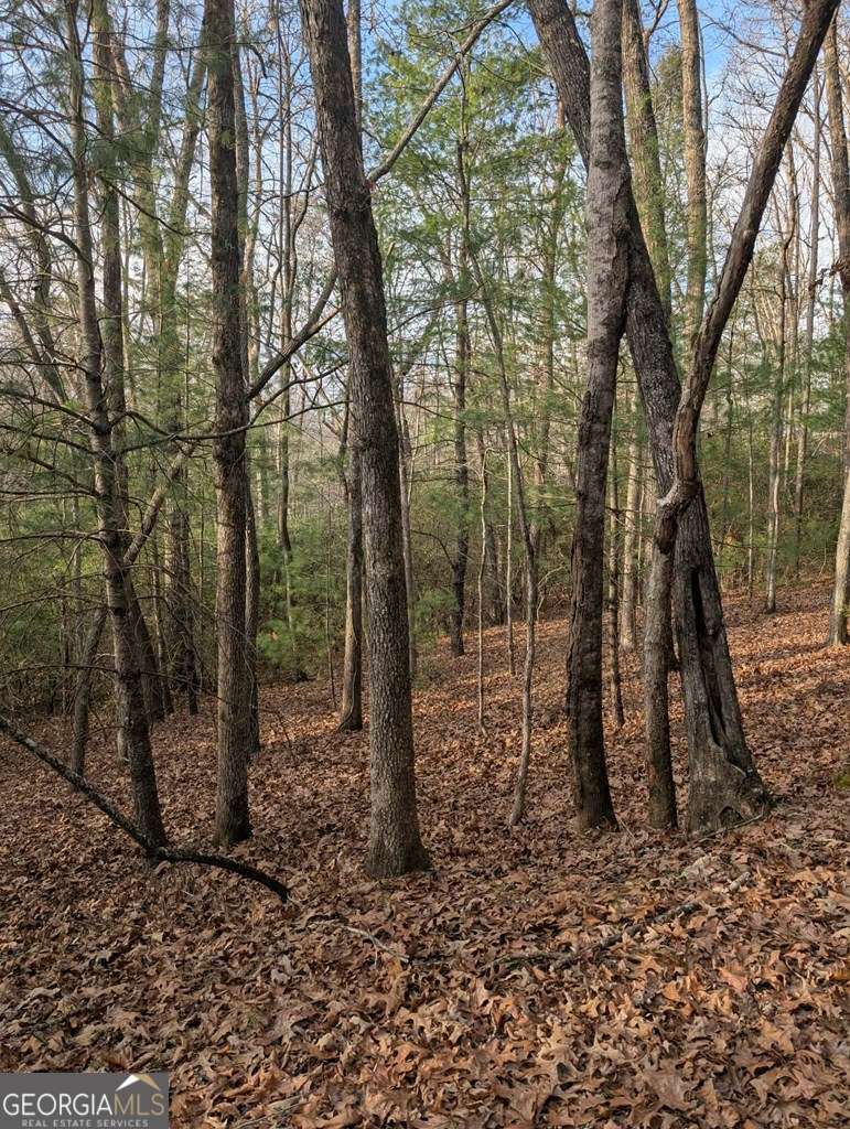 193 Opossum Road, Unit 61 Blairsville, GA 30512 - Photo 8 of 25 a view of a forest with trees