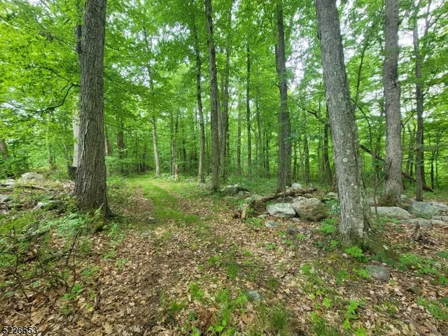 a view of a lush green forest