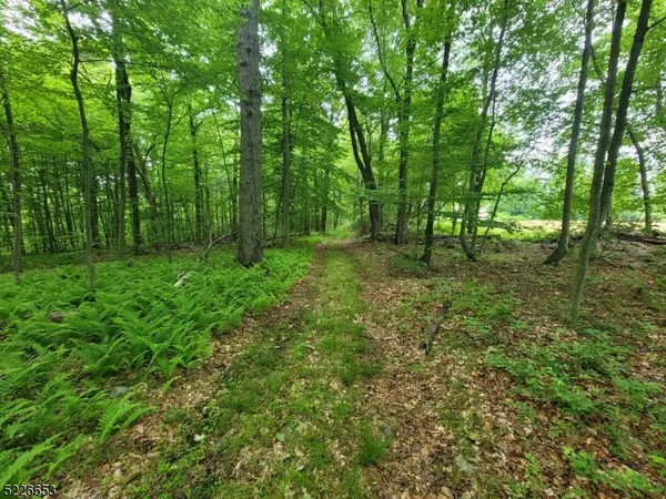 a big yard with lots of green space and deers