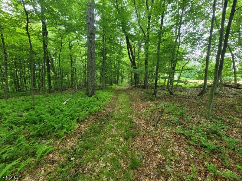 90 Kemah Mecca Lake Road Newton, NJ 07860 - Photo 4 of 8 a big yard with lots of green space and deers