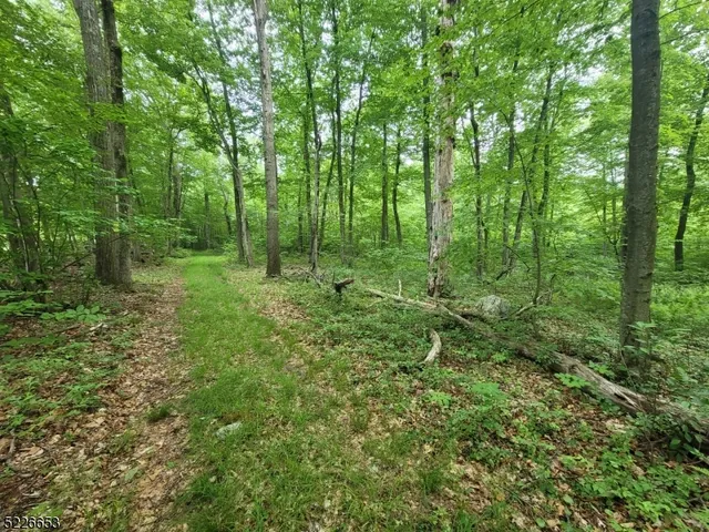 a big yard with lots of green space and trees