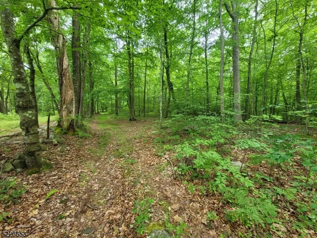 a view of a lush green forest