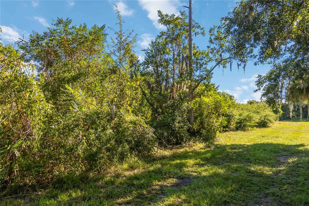 0 Edsel Avenue St. Cloud, FL 34772 - Photo 14 of 38 a view of a yard with a tree