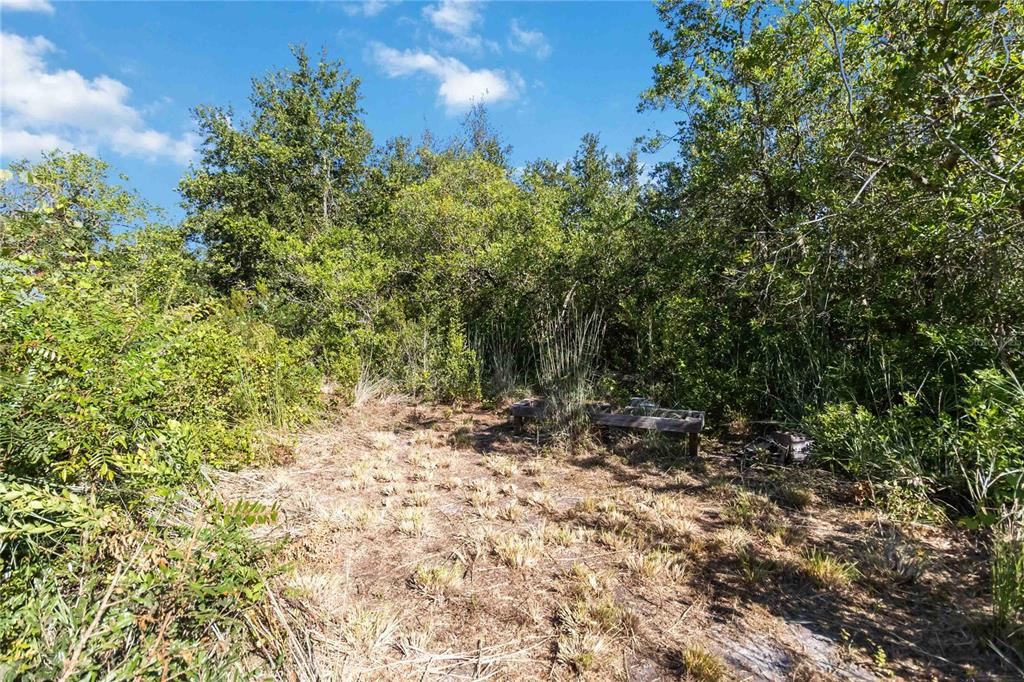 0 Edsel Avenue St. Cloud, FL 34772 - Photo 17 of 38 a view of a forest with trees in the background