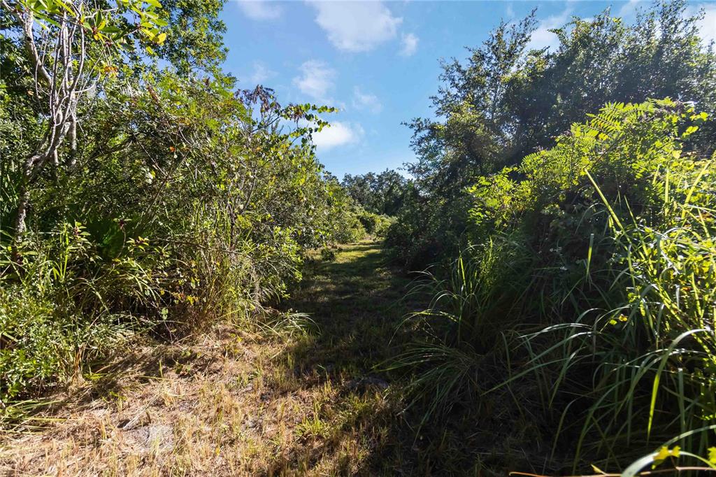0 Edsel Avenue St. Cloud, FL 34772 - Photo 20 of 38 a view of a tree