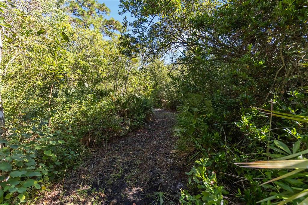 0 Edsel Avenue St. Cloud, FL 34772 - Photo 21 of 38 a view of a forest with a tree