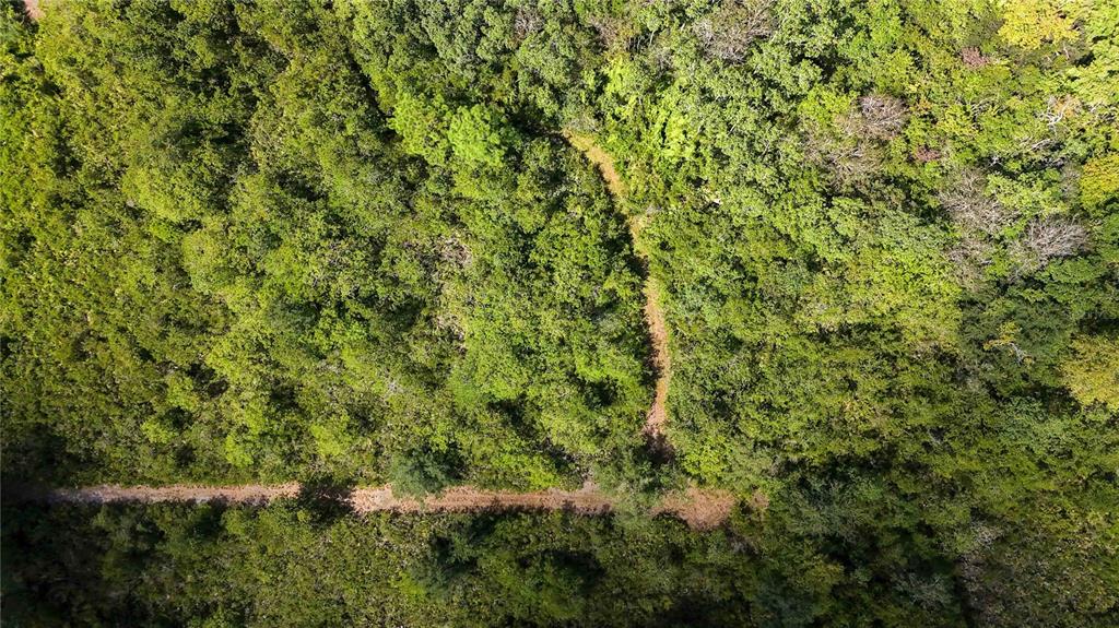 0 Edsel Avenue St. Cloud, FL 34772 - Photo 25 of 38 a view of a lush green forest