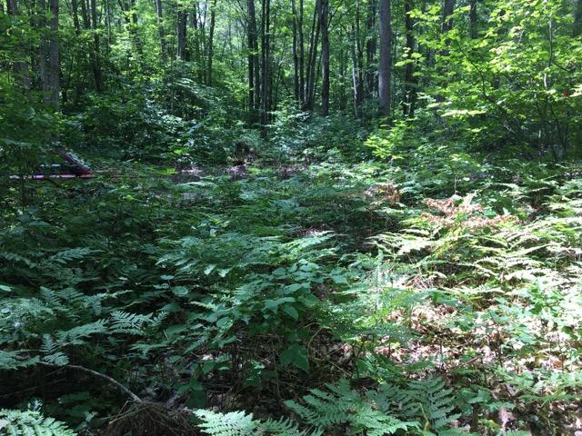 Tabitha Trail Mio, MI 48647 - Photo 19 of 22 Gallery Image 19