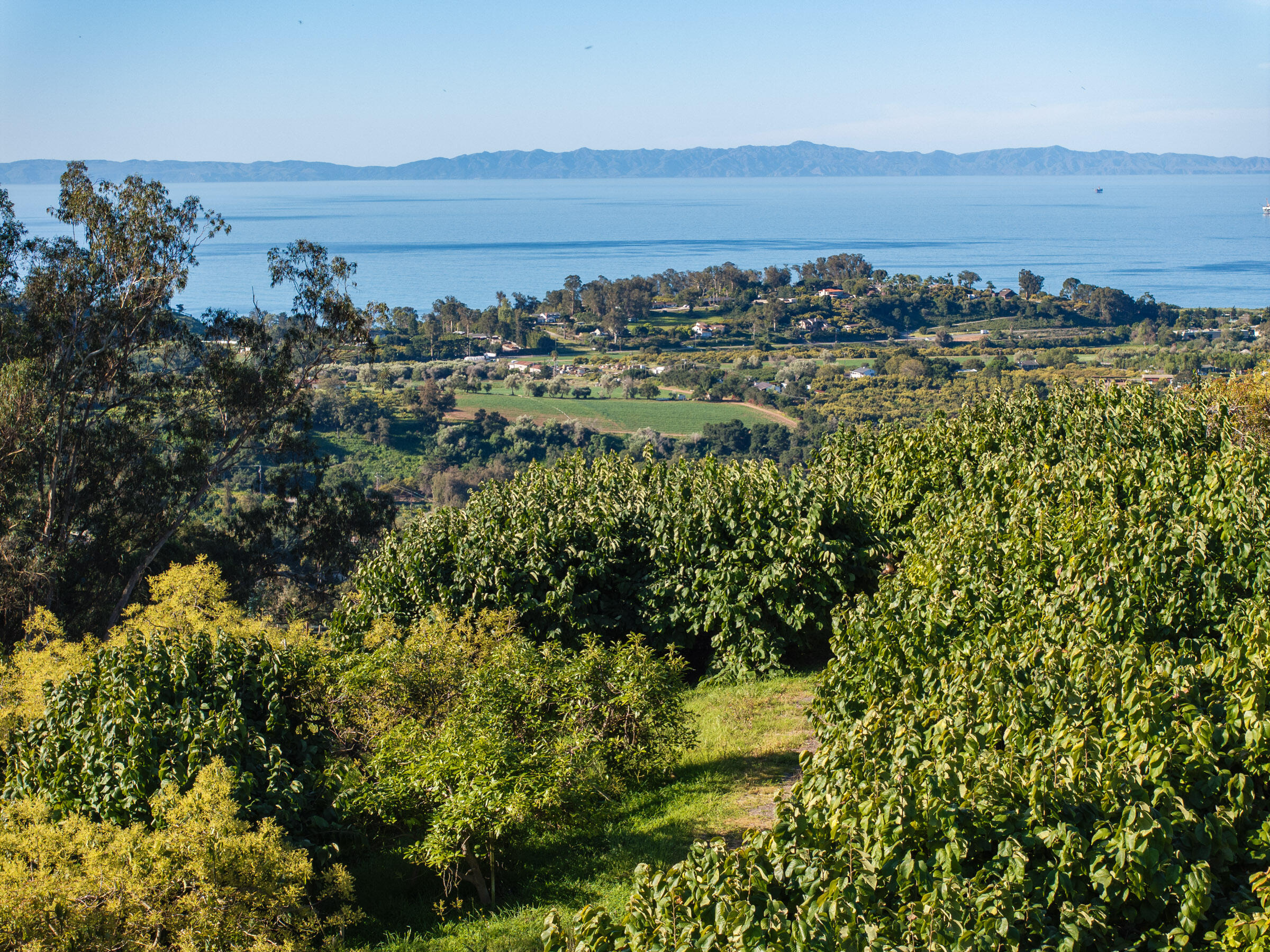 7401 Shepard Mesa Road Carpinteria, CA 93013 - Photo 16 of 29 Organic Orchards