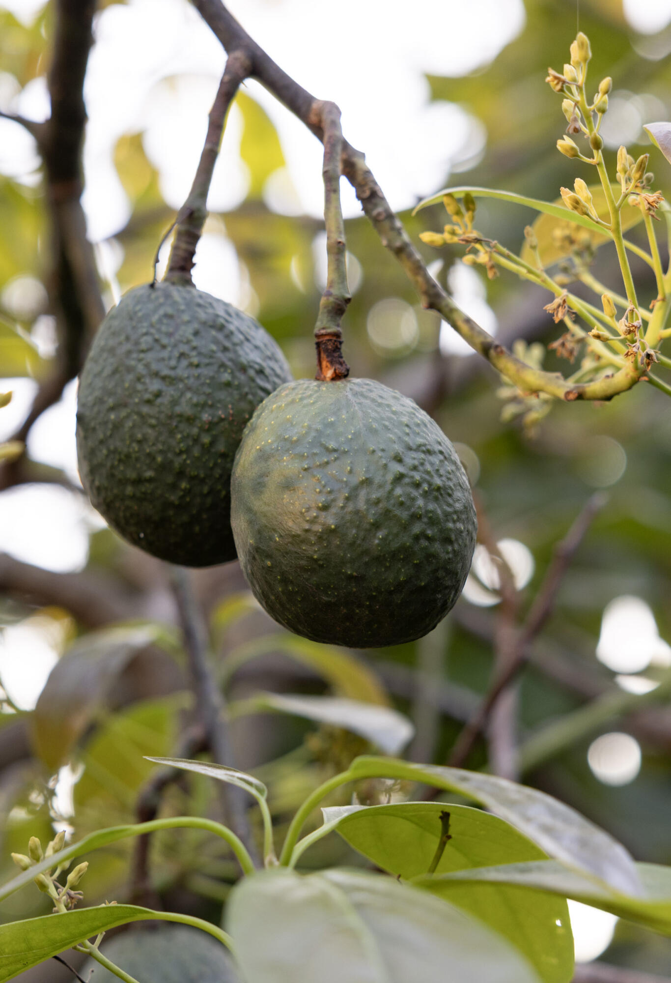 7401 Shepard Mesa Road Carpinteria, CA 93013 - Photo 9 of 29 Avocado Orchard