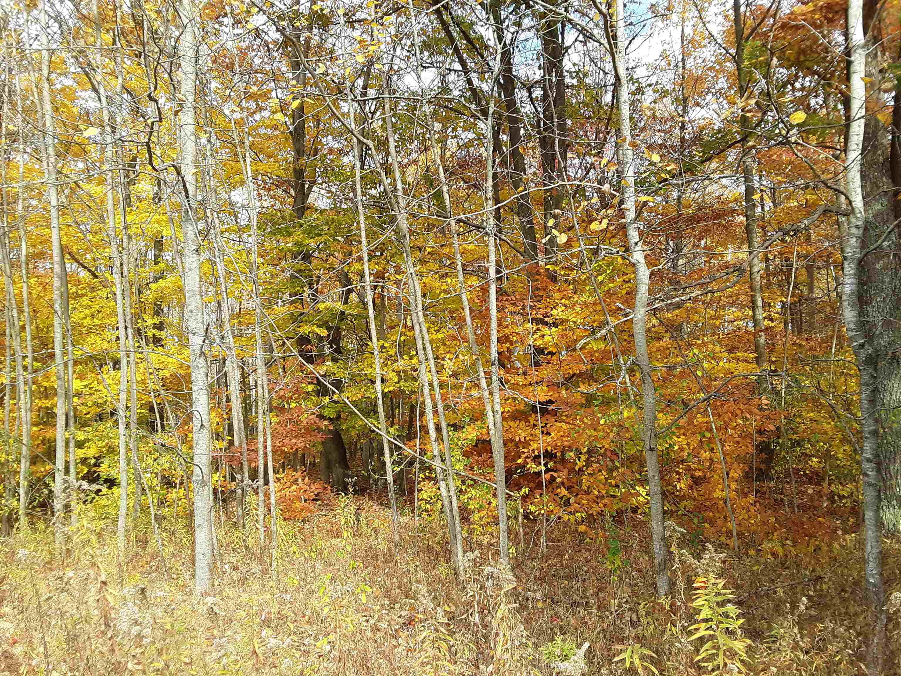 North Everett Road Harrisville, MI 48740 - Photo 38 of 62 Gallery Image 38