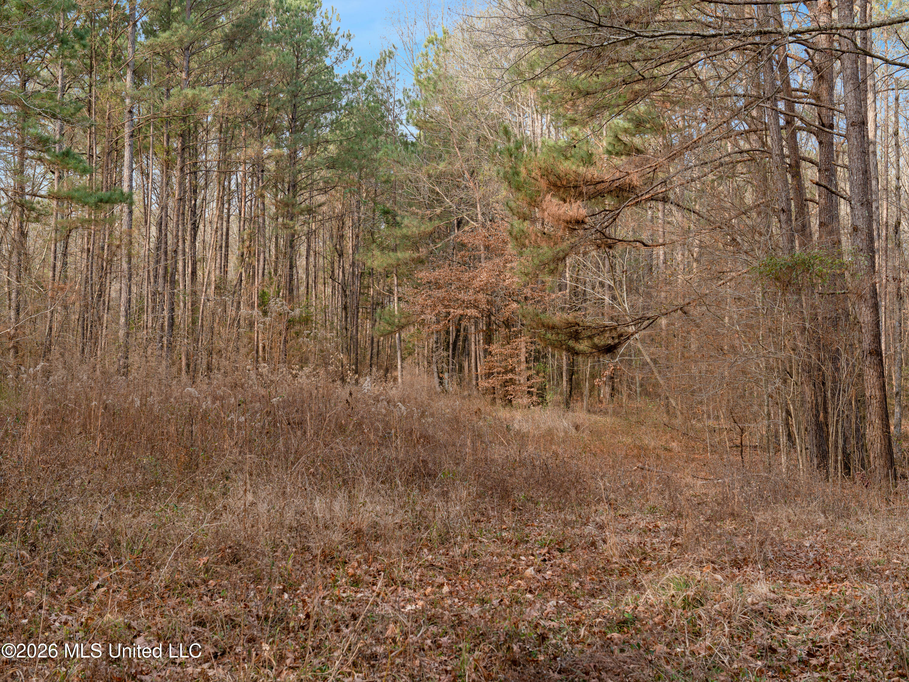 0 Utah Road Lena, MS 39094 - Photo 11 of 36 A7401741