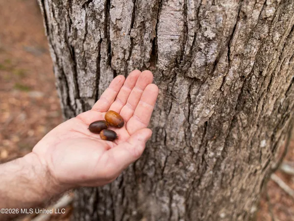 $159,600 | 0 Utah Road, Lena, MS 39094