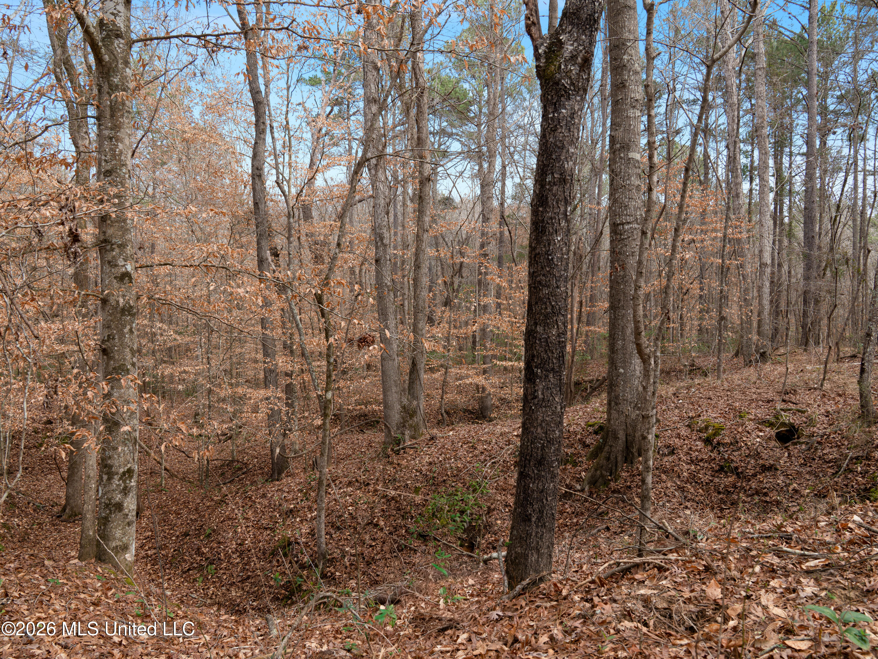 0 Utah Road Lena, MS 39094 - Photo 13 of 36 A7401749