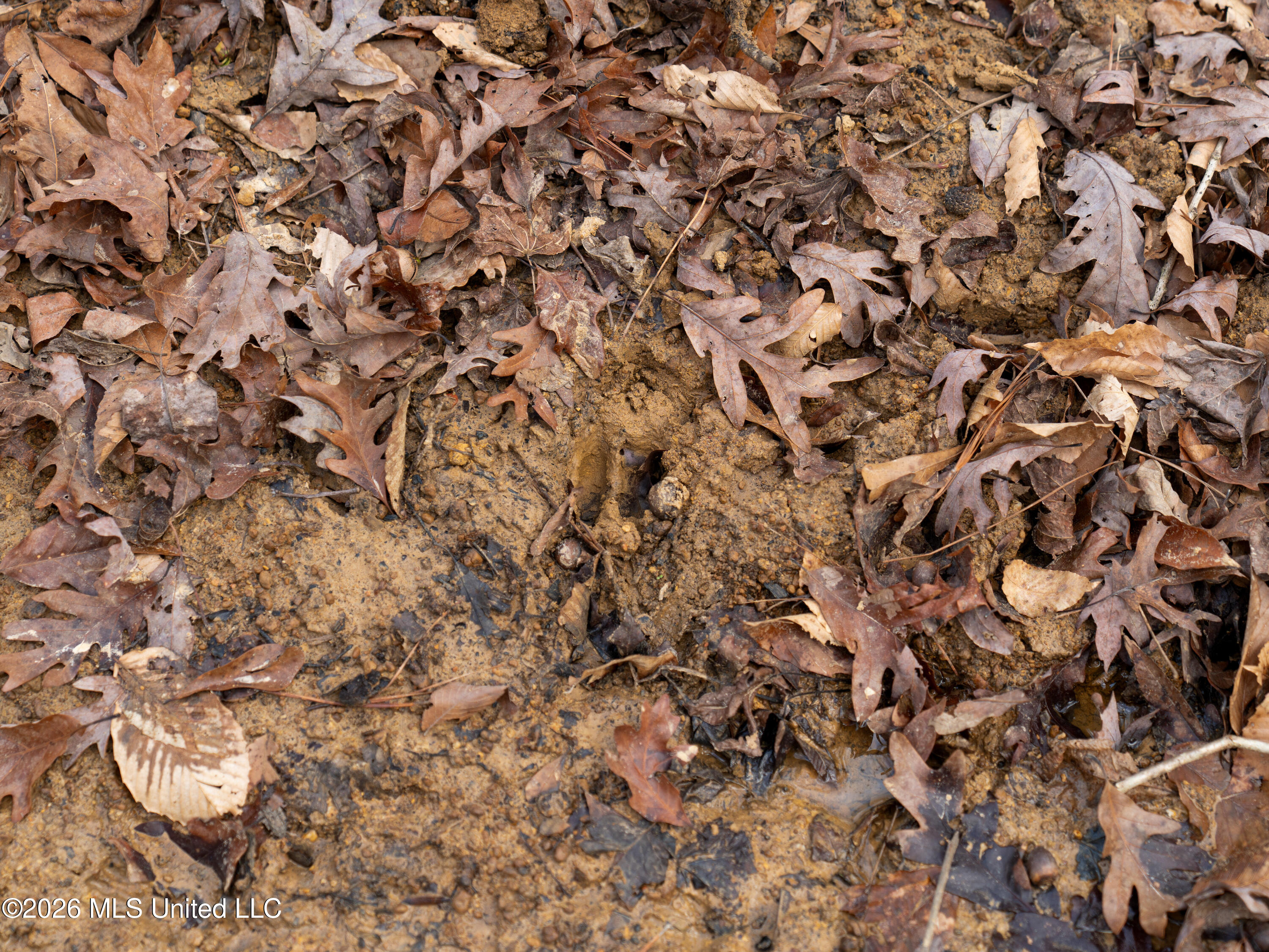 0 Utah Road Lena, MS 39094 - Photo 16 of 36 A7401753