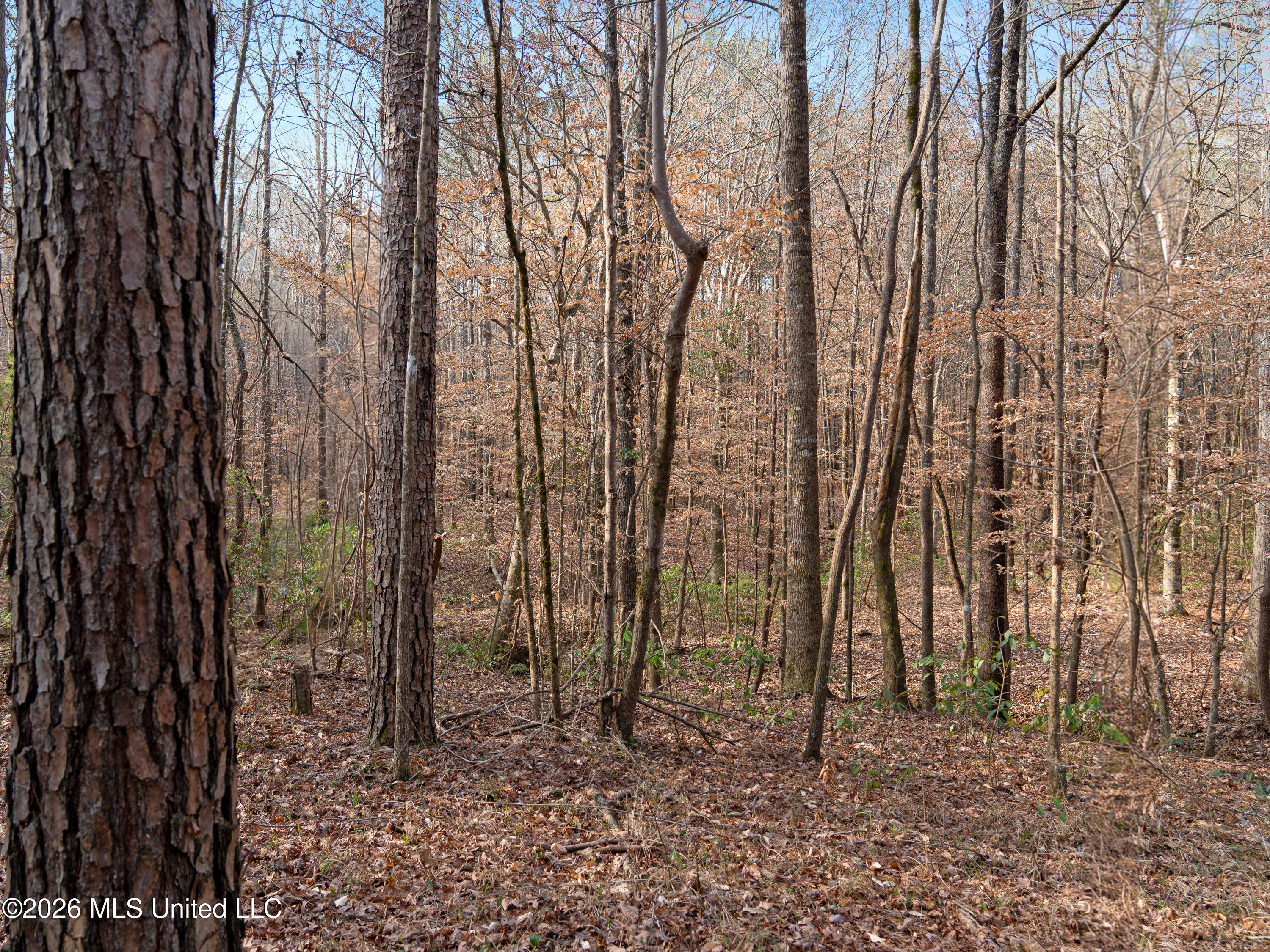 0 Utah Road Lena, MS 39094 - Photo 26 of 36 A7401765
