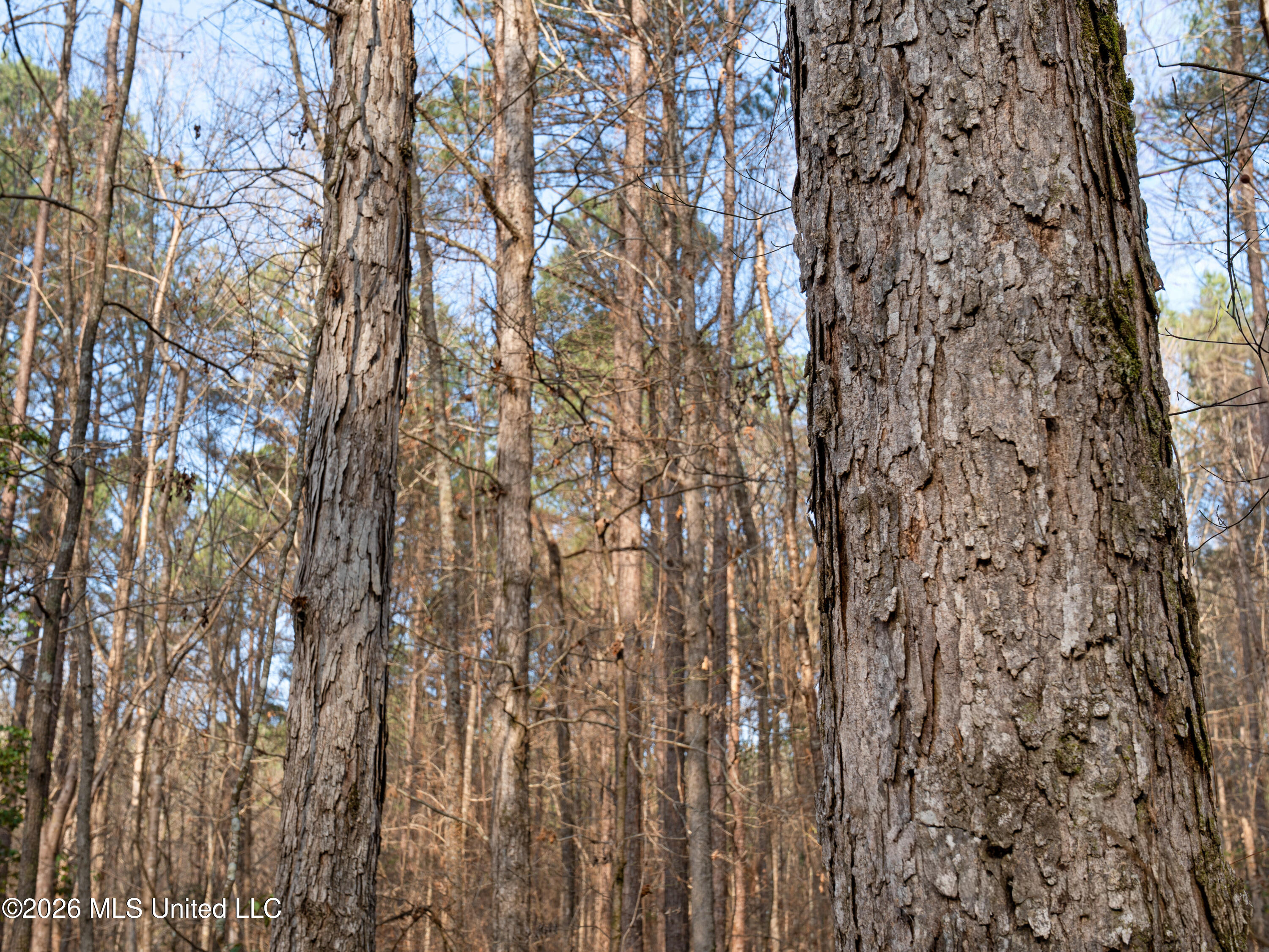 0 Utah Road Lena, MS 39094 - Photo 27 of 36 A7401767
