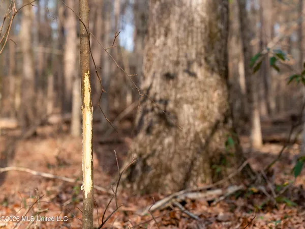 $159,600 | 0 Utah Road, Lena, MS 39094