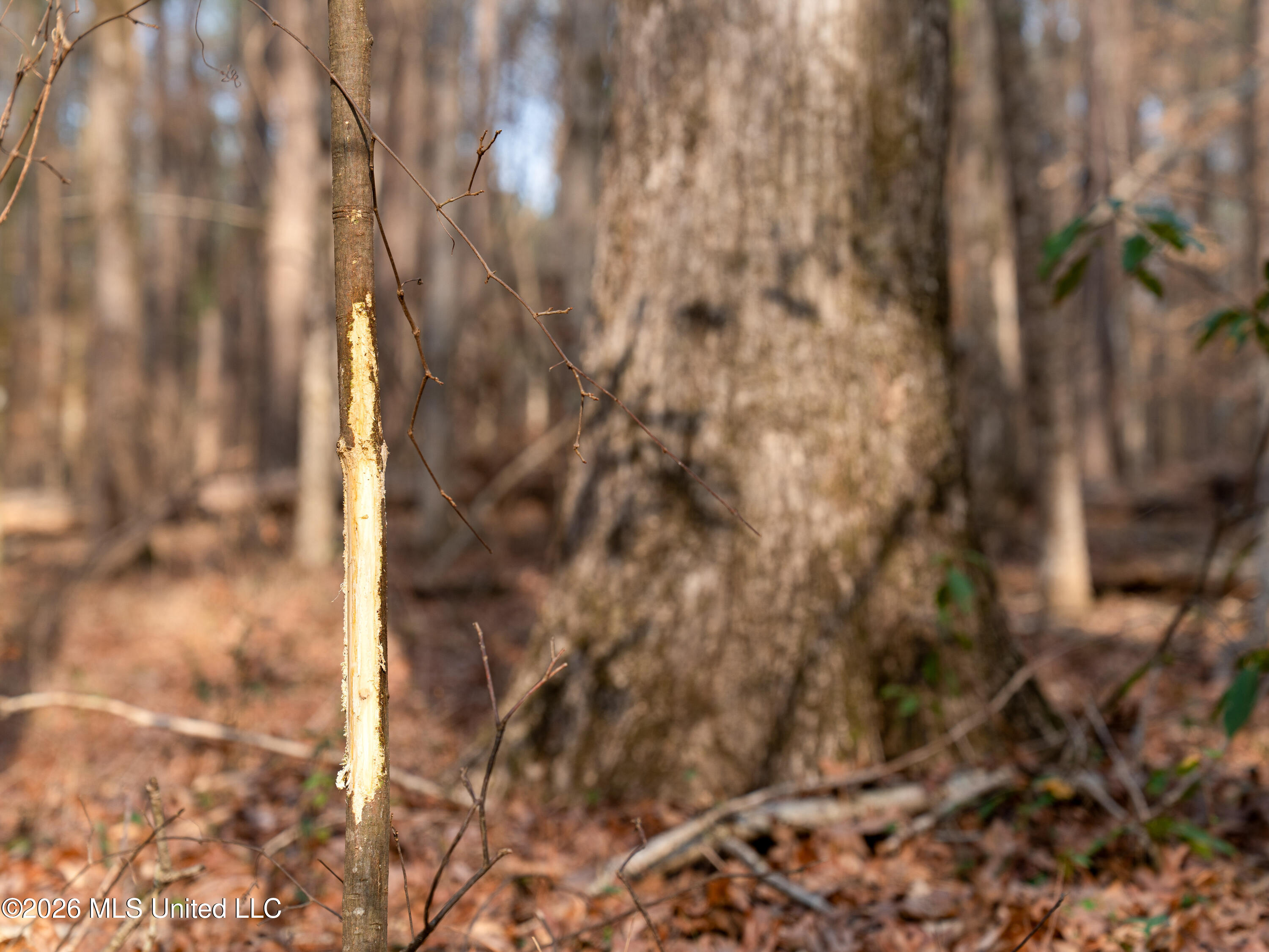 0 Utah Road Lena, MS 39094 - Photo 28 of 36 A7401770