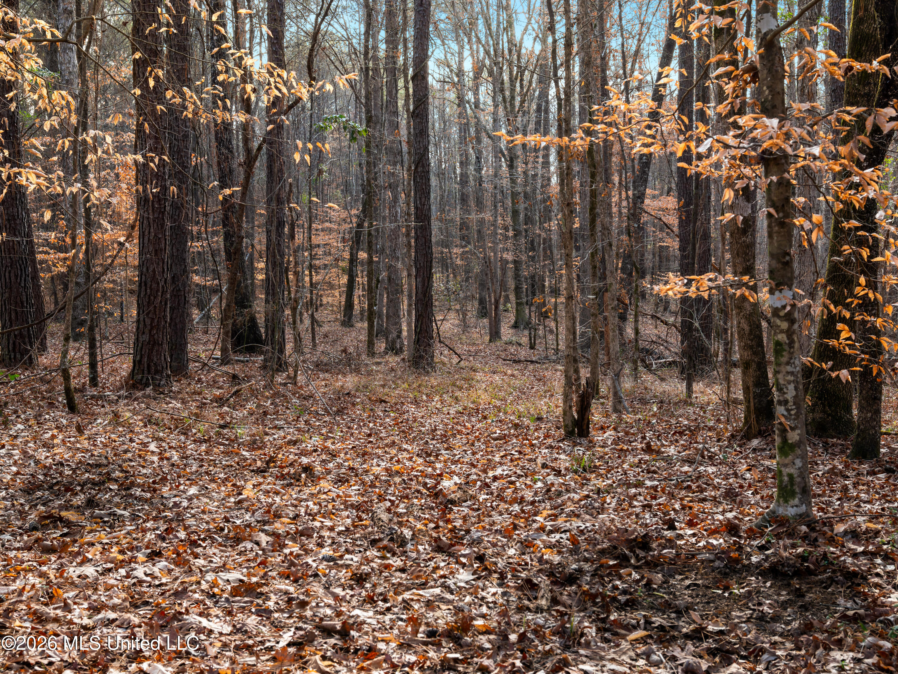 0 Utah Road Lena, MS 39094 - Photo 30 of 36 A7401772