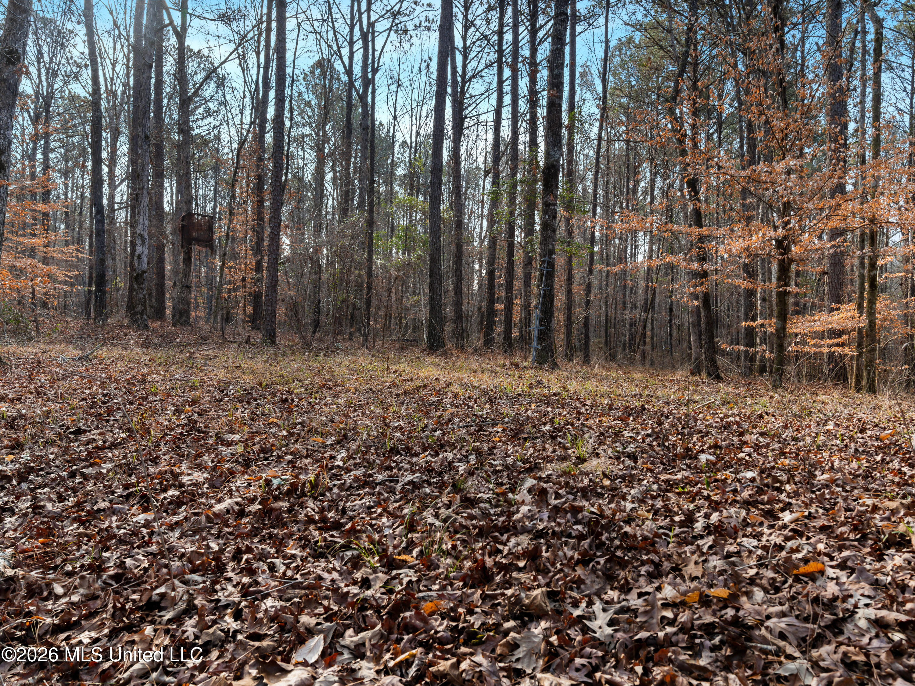 0 Utah Road Lena, MS 39094 - Photo 31 of 36 A7401777