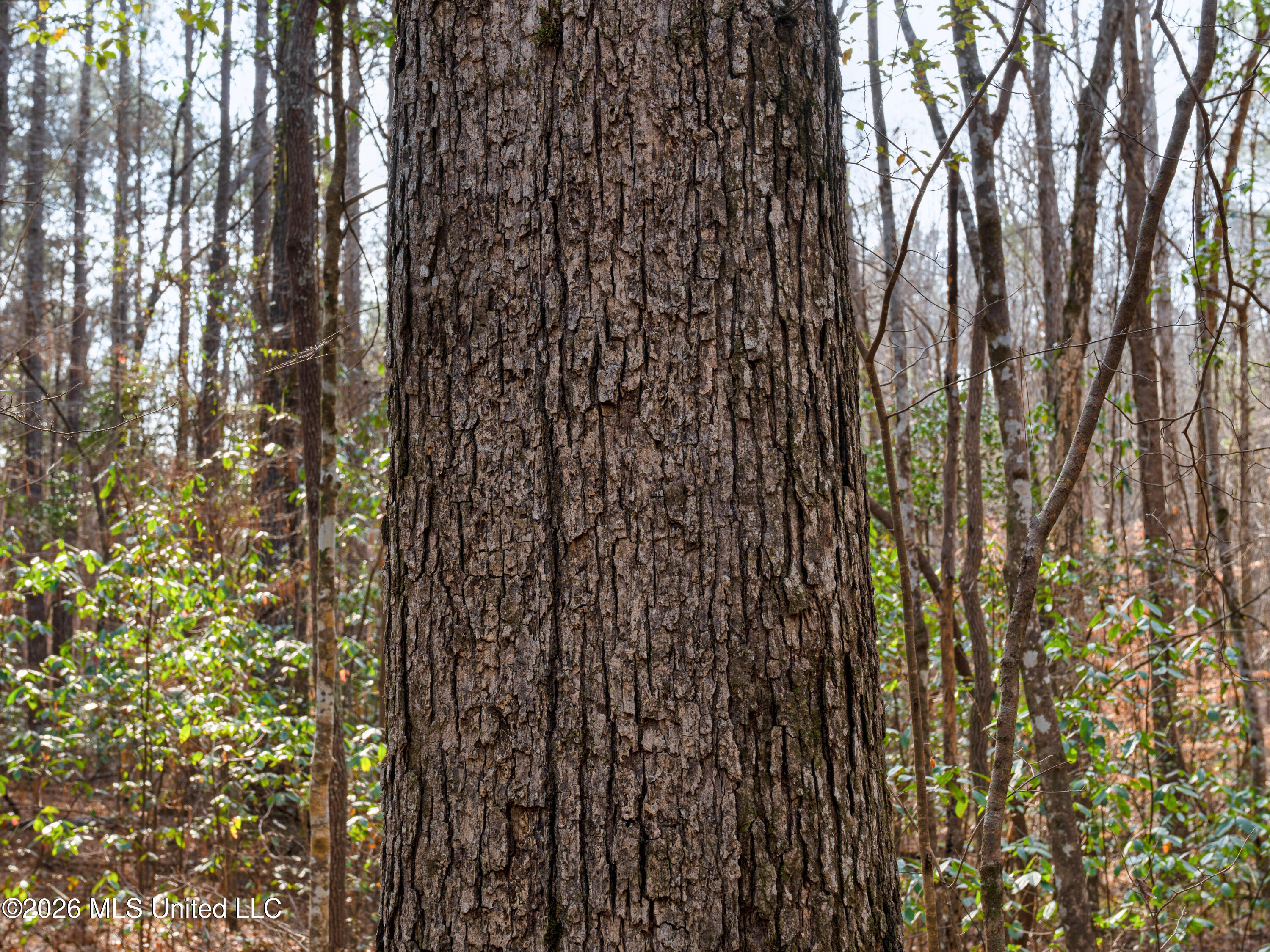 0 Utah Road Lena, MS 39094 - Photo 33 of 36 A7401781