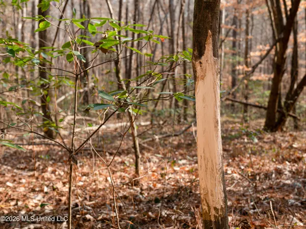 $159,600 | 0 Utah Road, Lena, MS 39094