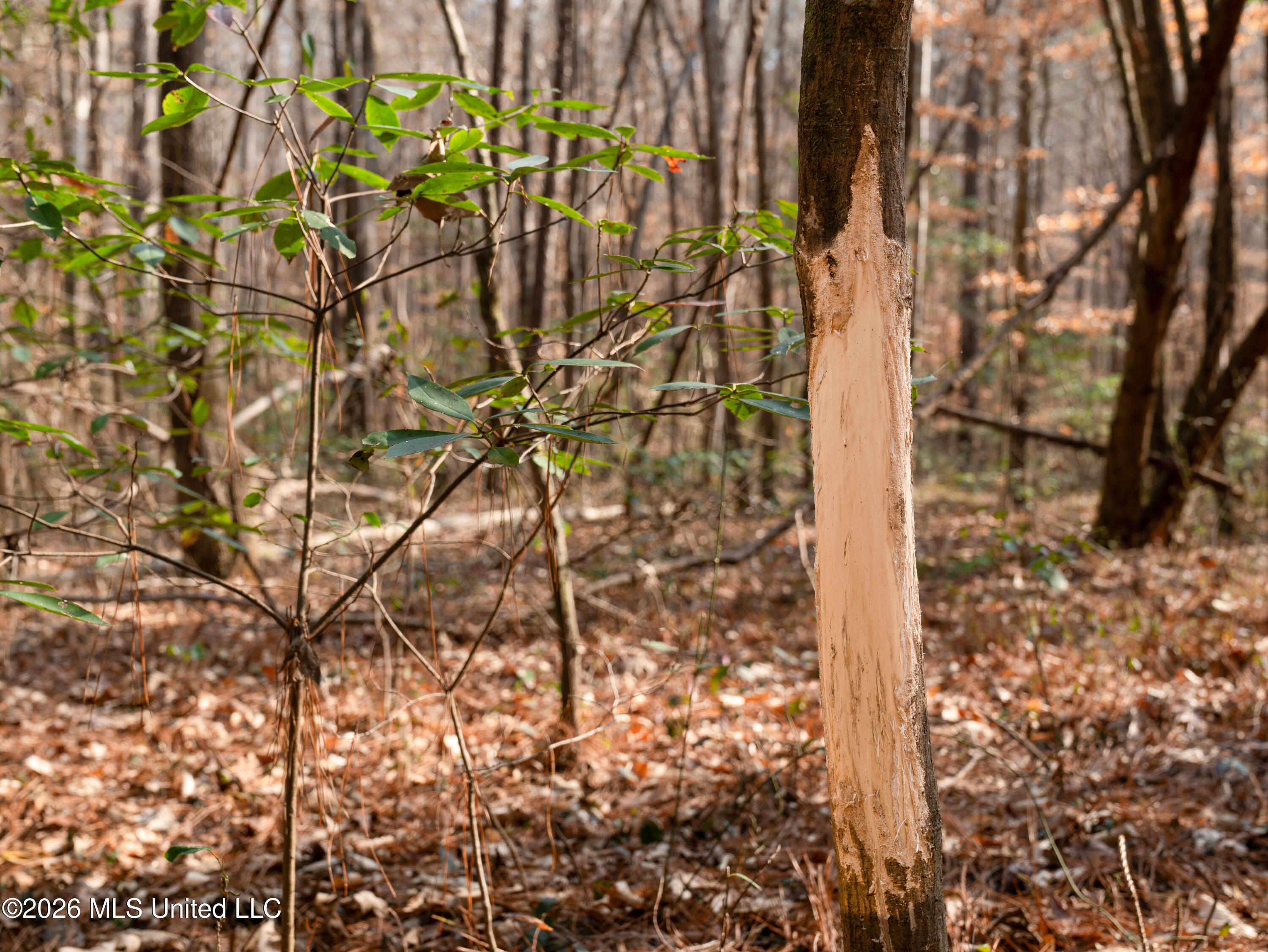 0 Utah Road Lena, MS 39094 - Photo 35 of 36 A7401783