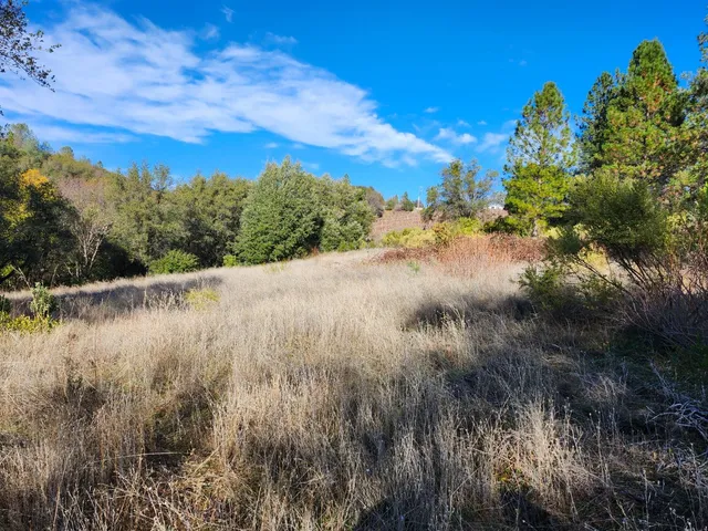 a view of a dry yard with trees