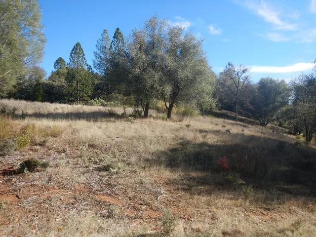 a view of a forest with trees in the background