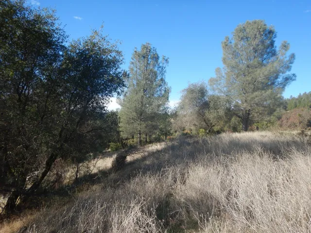a view of a yard with a tree
