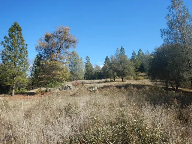 a view of a yard with a tree