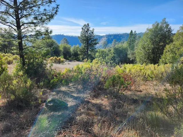 a view of a city and a forest