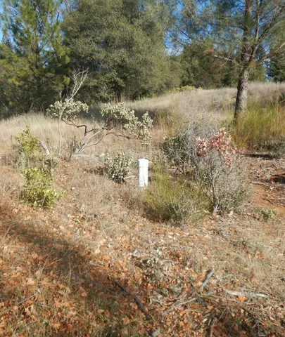 a view of backyard with green space