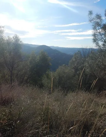 a view of a forest with a tree