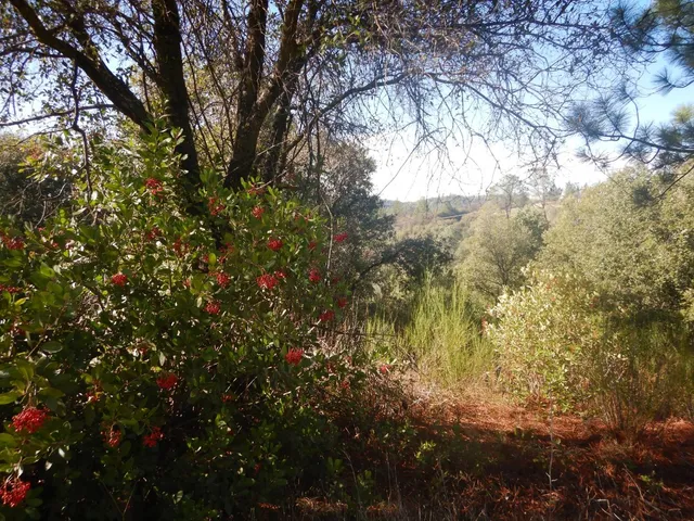 a view of outdoor space and covered with trees