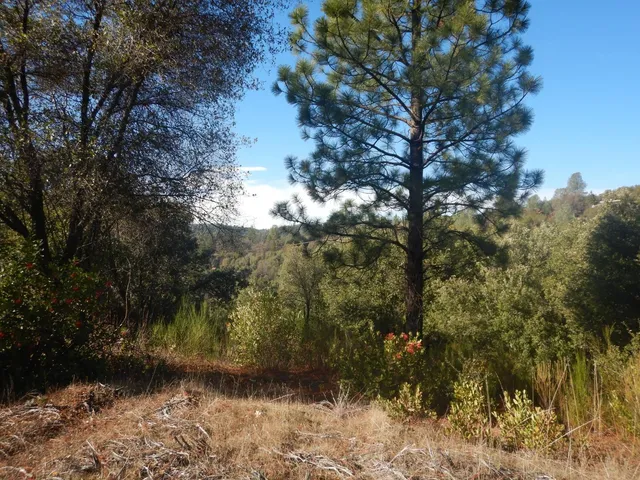 a view of a yard with a tree