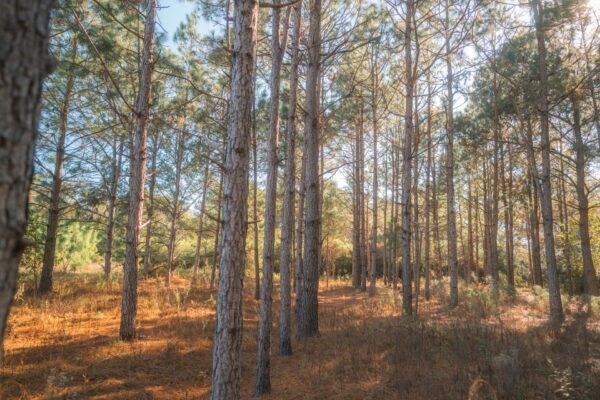 81.71-ac Bold Springs Road Ochlocknee, GA 31773 - Photo 7 of 18 Gallery Image 7