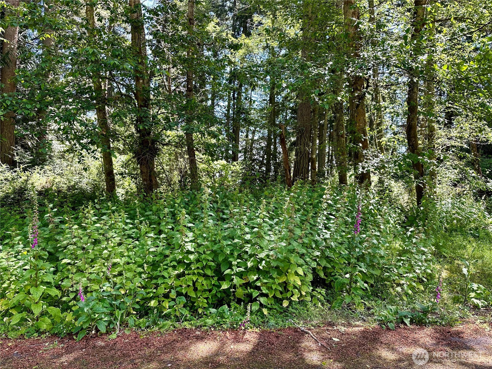 10312 Matthews Way Anderson Island, WA 98303 - Photo 2 of 11 a backyard of a house with lots of green space