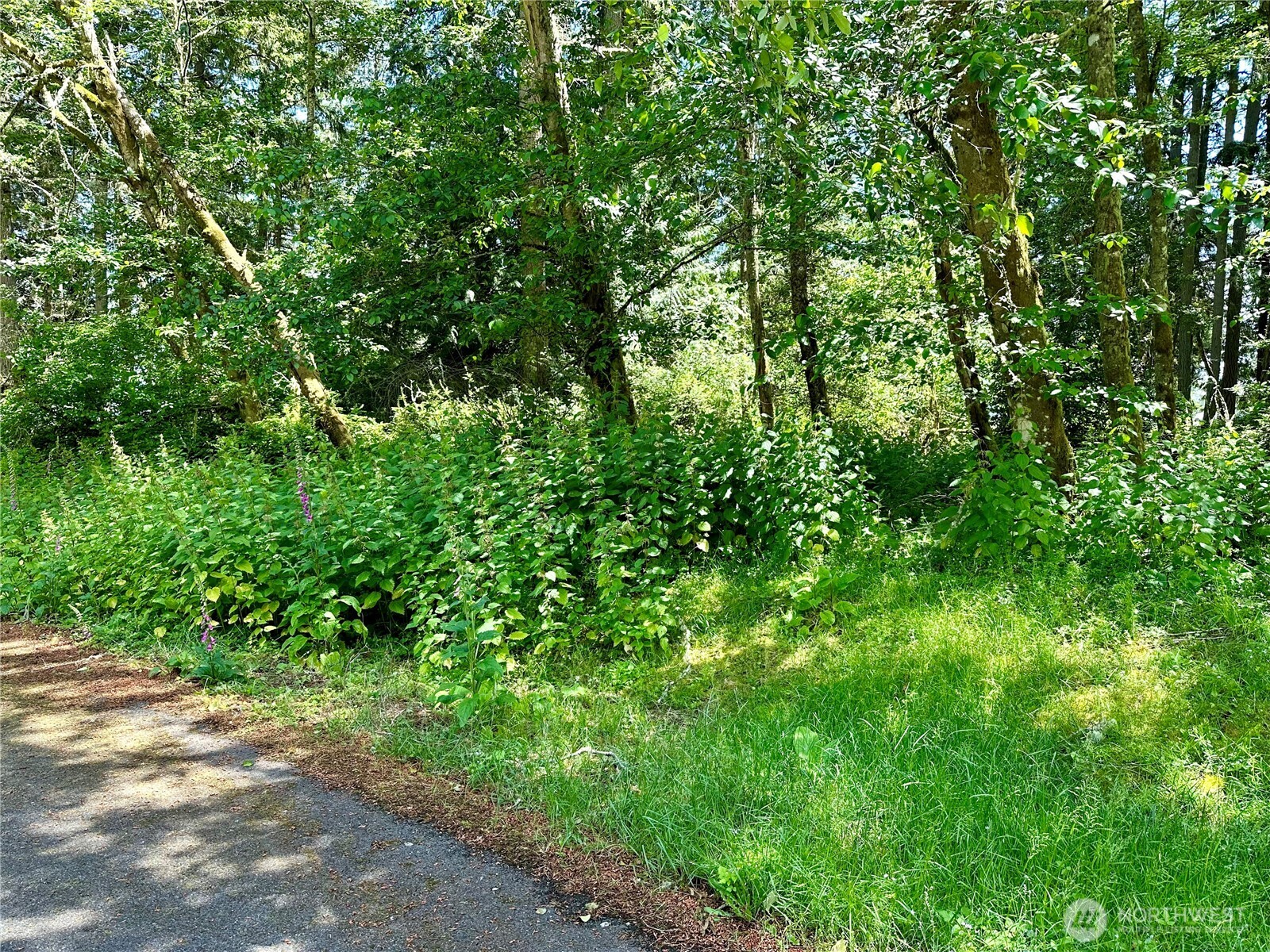 10312 Matthews Way Anderson Island, WA 98303 - Photo 4 of 11 a backyard of a house with lots of green space