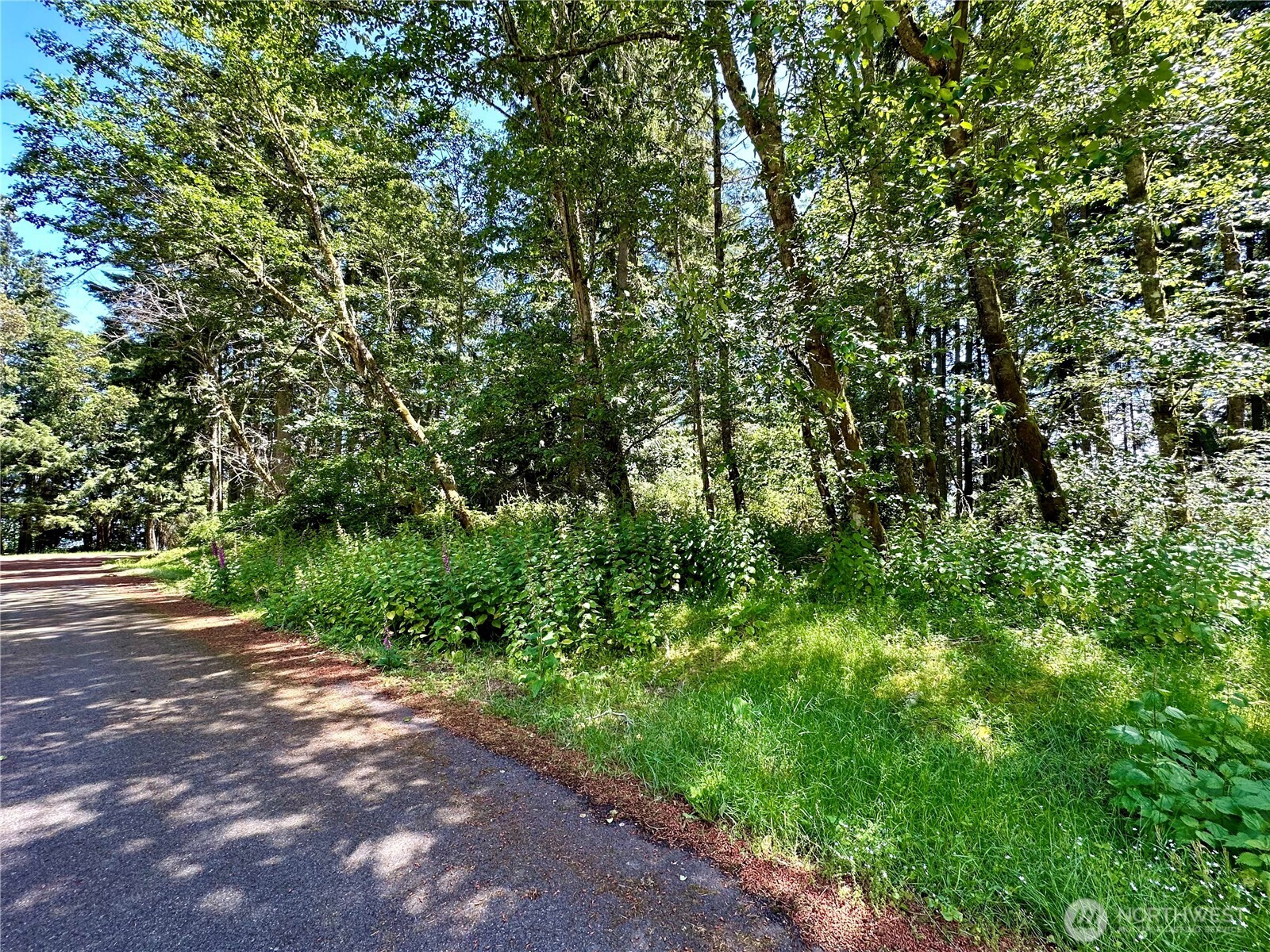 10312 Matthews Way Anderson Island, WA 98303 - Photo 5 of 11 a view of a yard with plants and trees
