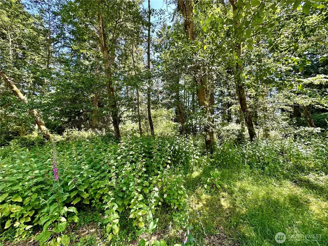 a view of a lush green forest