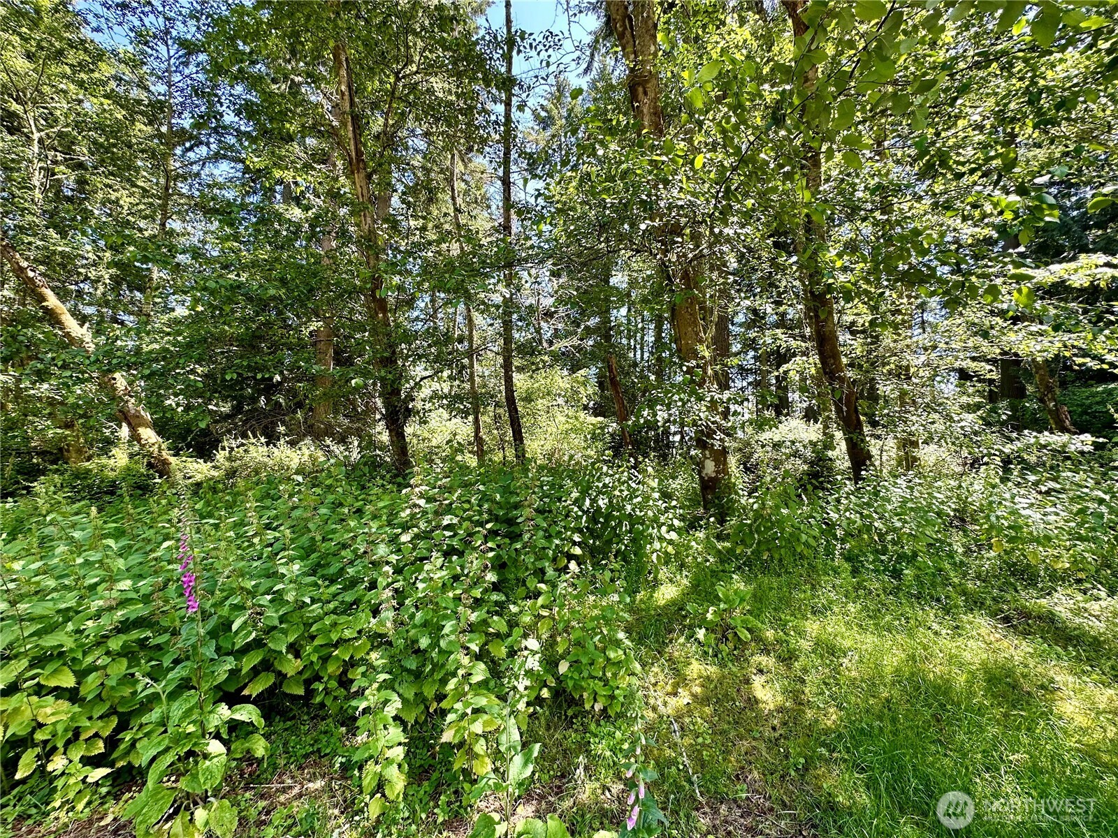 10312 Matthews Way Anderson Island, WA 98303 - Photo 6 of 11 a view of a lush green forest